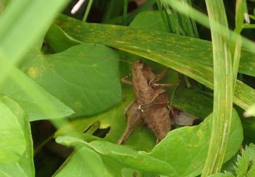 Pholidoptera griseoaptera
